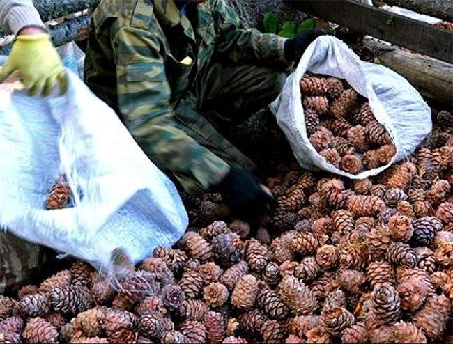 Хөвсгөл аймгаас зургаан шуудай самар зөвшөөрөлгүй тээвэрлэжээ