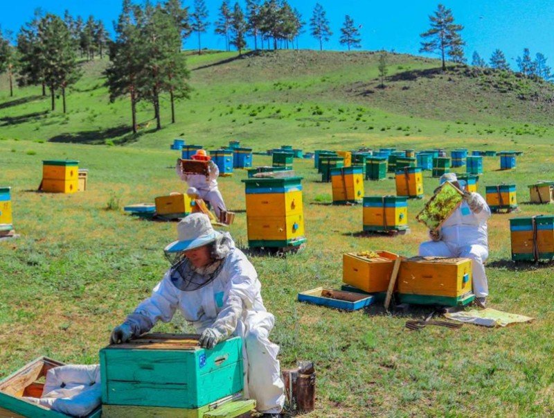 Монгол Улс жилд 300 гаруй тонн зөгийн бал хураадаг