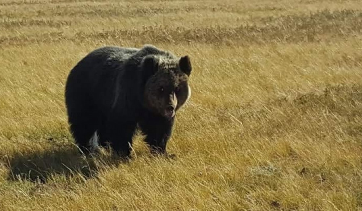 Богд ууланд баавгайн мөр илэрчээ