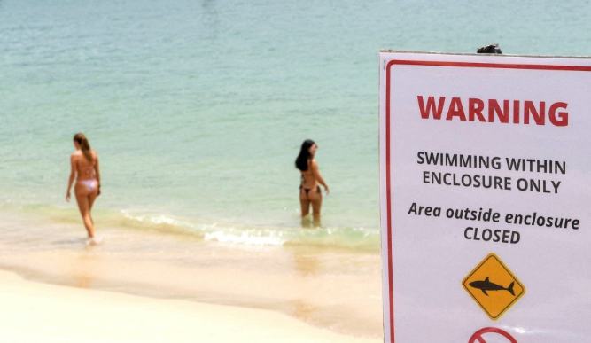 Австралийн Сиднейд хоёр хоногийн дотор гурван хүн аварга загасанд хазуулжээ