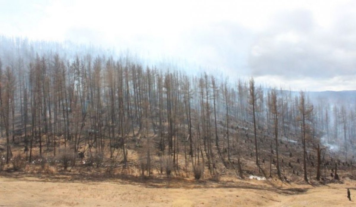 Долоон аймагт түймэр гарч, байгальд 1.1 тэрбум төгрөгийн хохирол учирчээ