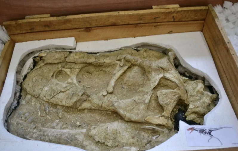 Монголын нутгаас хулгайлсан үлэг гүрвэлийн чулуужсан олдворуудыг эгүүлэн авлаа