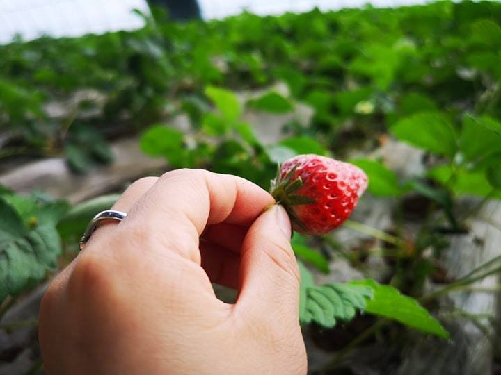Ханбогдчууд хүнсний ногоогоо жилийн дөрвөн улиралд ӨӨРСДӨӨ ТАРИХ НЬ