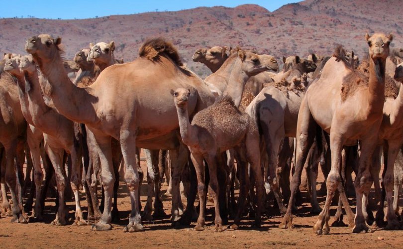 Австрали ундны ус хэмнэхийн тулд 10 мянган тэмээг буудаж, устгана