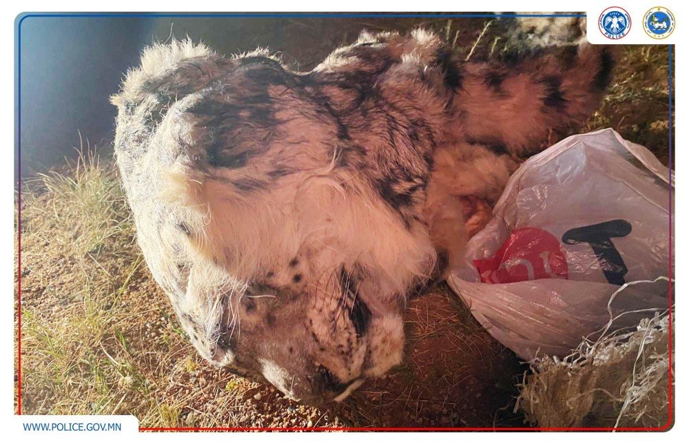 Нэн ховор амьтан хууль бусаар агнасан хэргийг илрүүлжээ