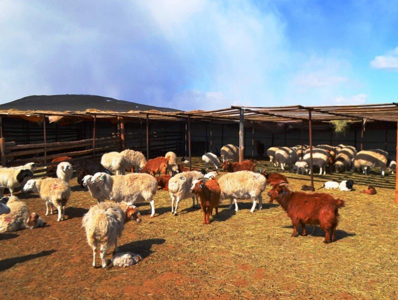 Мал төллөлт 46 хувьтай үргэлжилж байна