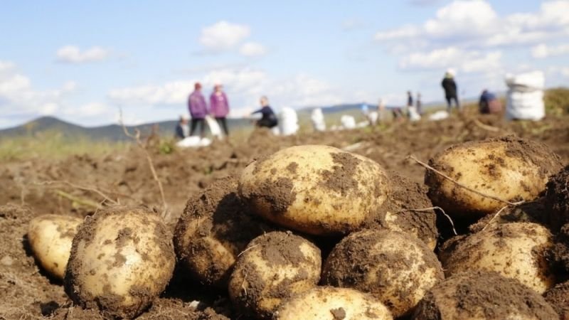 Буудай, төмсний хэрэгцээг 100 хувь дотоодоос хангах боломжтой гэж үзжээ