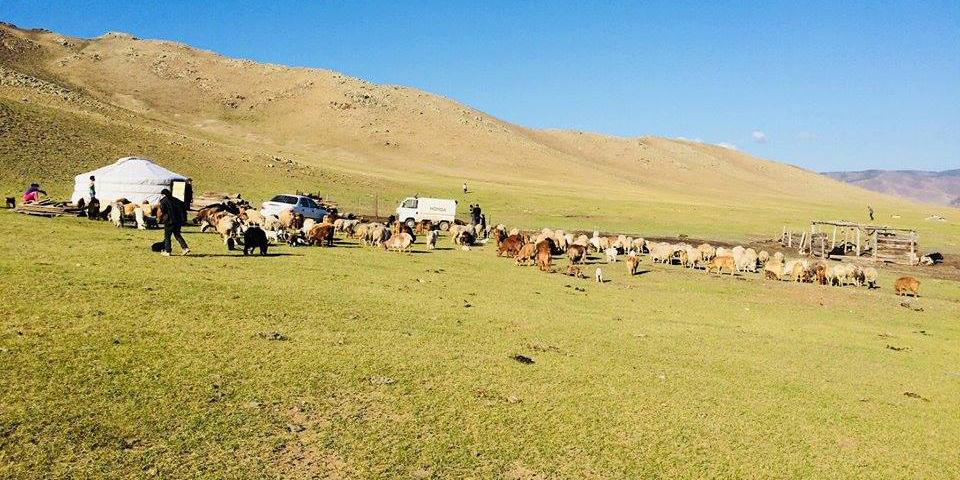 Сүхбаатар дүүргийн малтай айл өрхүүд газраа сонгож нүүхэд бэлэн боллоо
