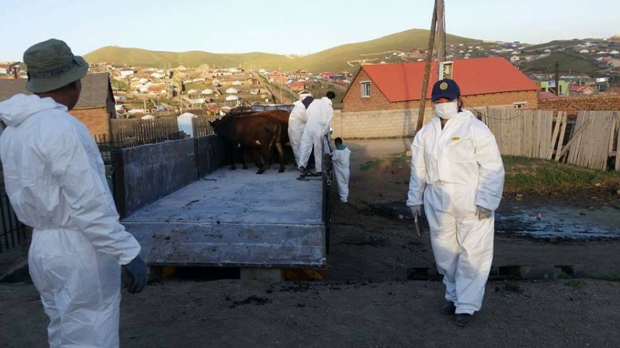 Сонгинохайрхан дүүрэгт шүлхий гарсан тул хорио тогтоолоо