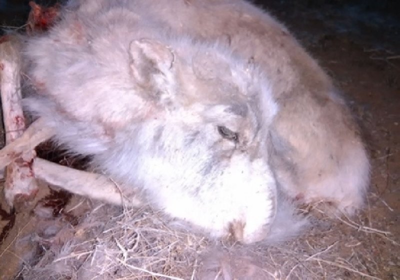 Бөхөнгийн сүрэг халдварт мялзан өвчний улмаас үхэж, үрэгдэж байна