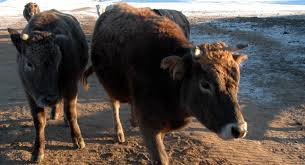 15 аймгийн 99 сумын малыг шүлхийгээс сэргийлэх вакцинд хамруулна