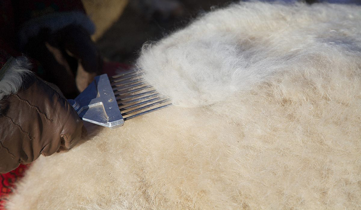 Ноолуураа боловсруулж чадвал 4.3 их наяд төгрөгийн экспорт хийнэ