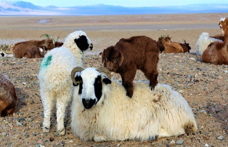 Төл бойжилт 95 хувьтай байна