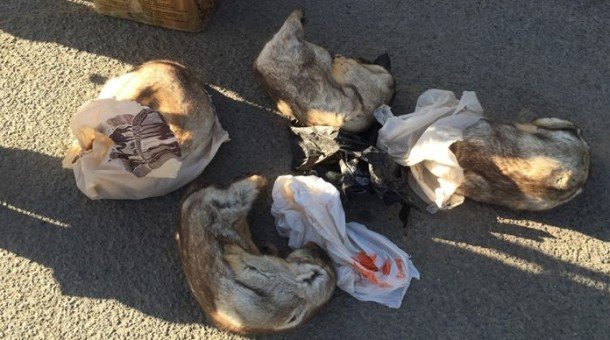 Тарвага худалдан авсан, агнасан зөрчилд арга хэмжээ авчээ