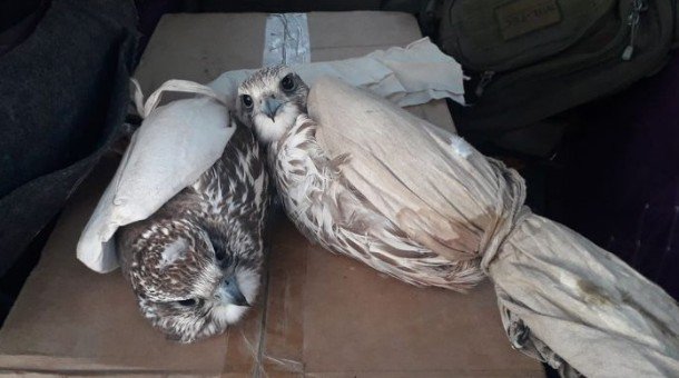 Зохих зөвшөөрөлгүйгээр идлэг шонхор шувуу тээвэрлэж байжээ