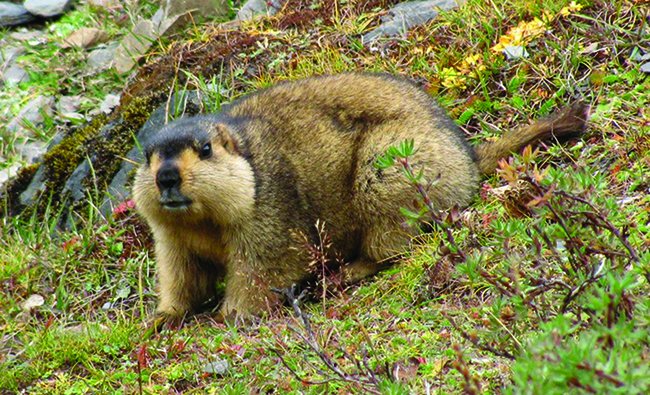 Увс аймагт тарваган тахал бүртгэгджээ