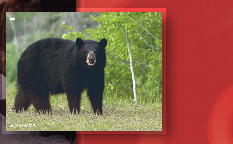 Нийслэлд зэрлэг амьтан орж ирвэл 11-318003, 11-310005 утсанд мэдээлэх боломжтой