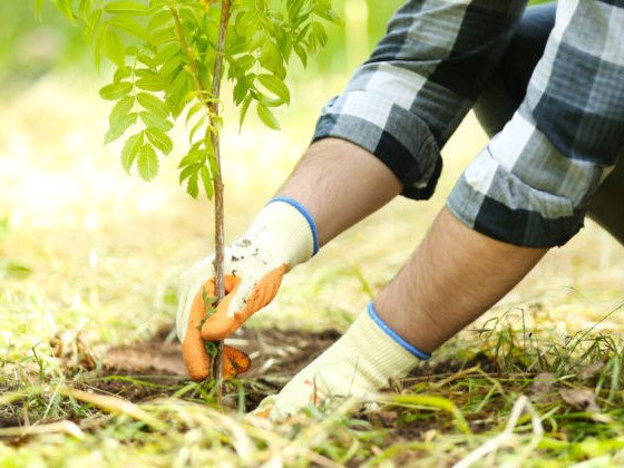“Тэрбум мод” үндэсний хөдөлгөөний хүрээнд 127.9 сая мод тарьжээ
