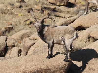 © Rentsen Oyunbat Photography, All Rights Reserved - Male Siberian ibex