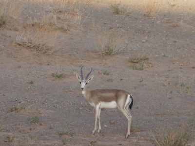 © Munkhnast Dalannast Photography, All Rights Reserved - Male Goitered gazelle