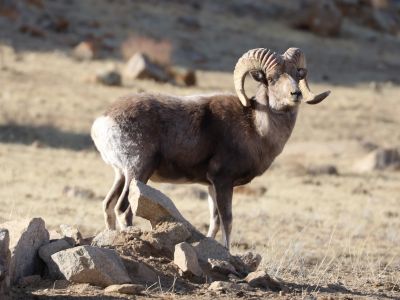 © Rentsen Oyunbat Photography, All Rights Reserved - Male Argali sheep