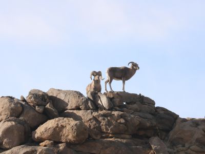 © Rentsen Oyunbat Photography, All Rights Reserved - Pair of Argali sheep