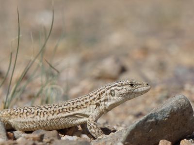 © Munkhnast Dalannast Photography, All Rights Reserved - Multiocellated Racerunner