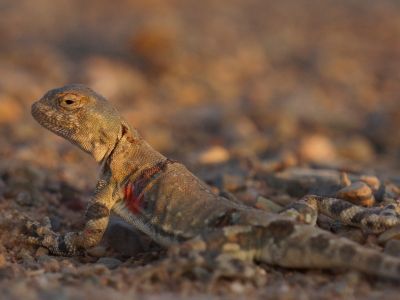© Munkhnast Dalannast Photography, All Rights Reserved - Toad-headed Agama