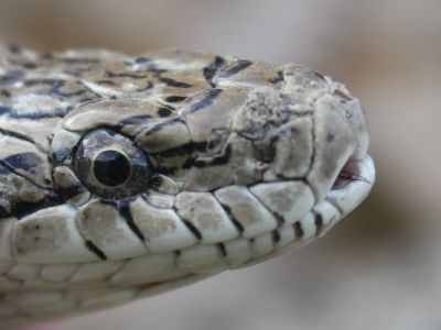 © Munkhnast Dalannast Photography, All Rights Reserved - Central Asian Viper