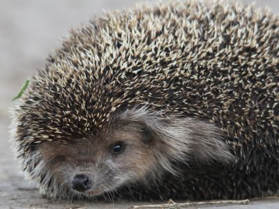 © Munkhnast Dalannast Photography, All Rights Reserved - Daurian Hedgehog