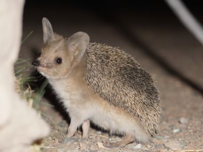 © Munkhnast Dalannast Photography, All Rights Reserved - Long-eared Hedgehog