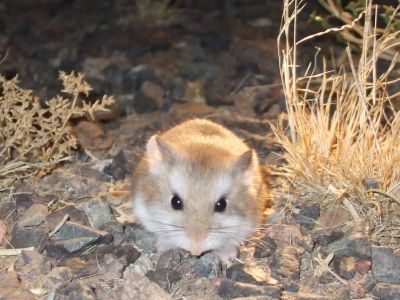 © Munkhnast Dalannast Photography, All Rights Reserved - Desert Hamster