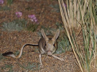 © Munkhnast Dalannast Photography, All Rights Reserved - Siberian Jerboa