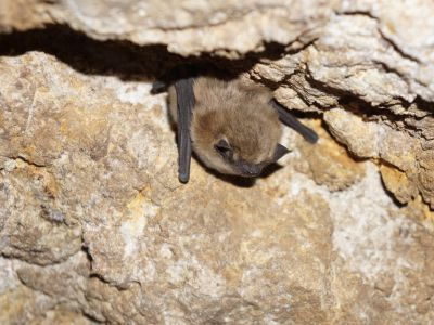© Munkhnast Dalannast Photography, All Rights Reserved - Gobi Big Brown Bat
