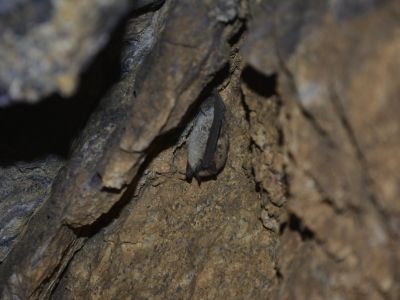 © Munkhnast Dalannast Photography, All Rights Reserved - Gobi Big Brown Bat