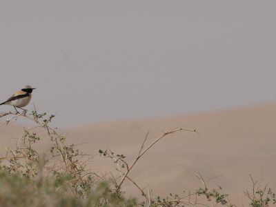 © Munkhnast Dalannast Photography, All Rights Reserved - Desert Weather