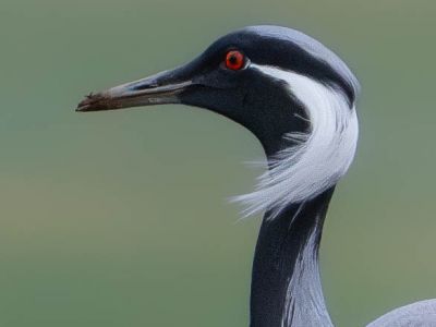 © Ulrich Huber, All Rights Reserved 