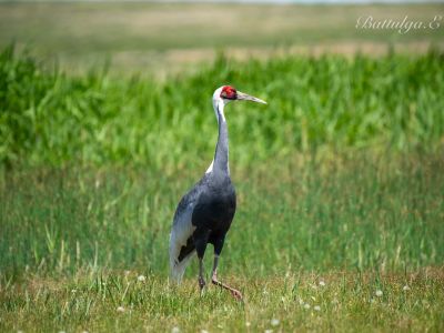 © Battulga Erkhembayar, All Rights Reserved 