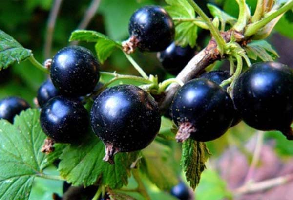 Үхэр нүдний агротехник