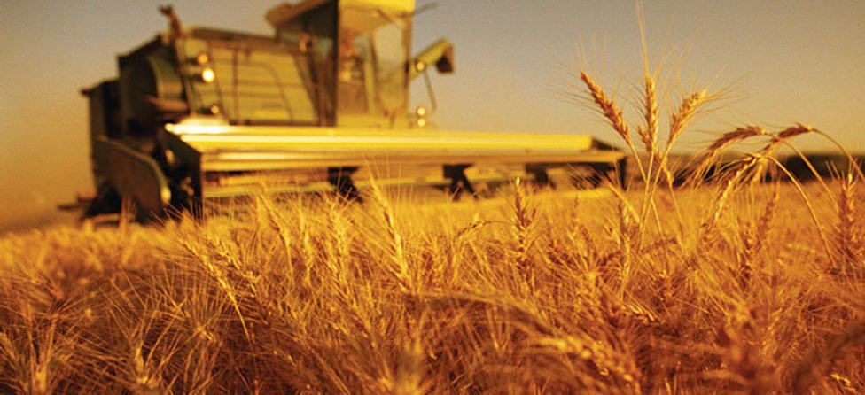 Энэ онд 362.7 мянган га талбайд Улаанбуудай тариалж, 500 гаруй мянган тонн ургац хураан авахаар тооцжээ