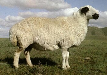 Амьд хонь дунджаар 200.000 төгрөгөөр борлуулагдаж байна