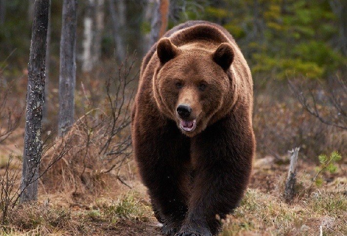 Энэ жилээс баавгай ихээр орж ирж буй 12 аймагт булчин сулруулах зориулалттай бууг гадаадын орнуудаас авч ирэхээр төлөвлөжээ