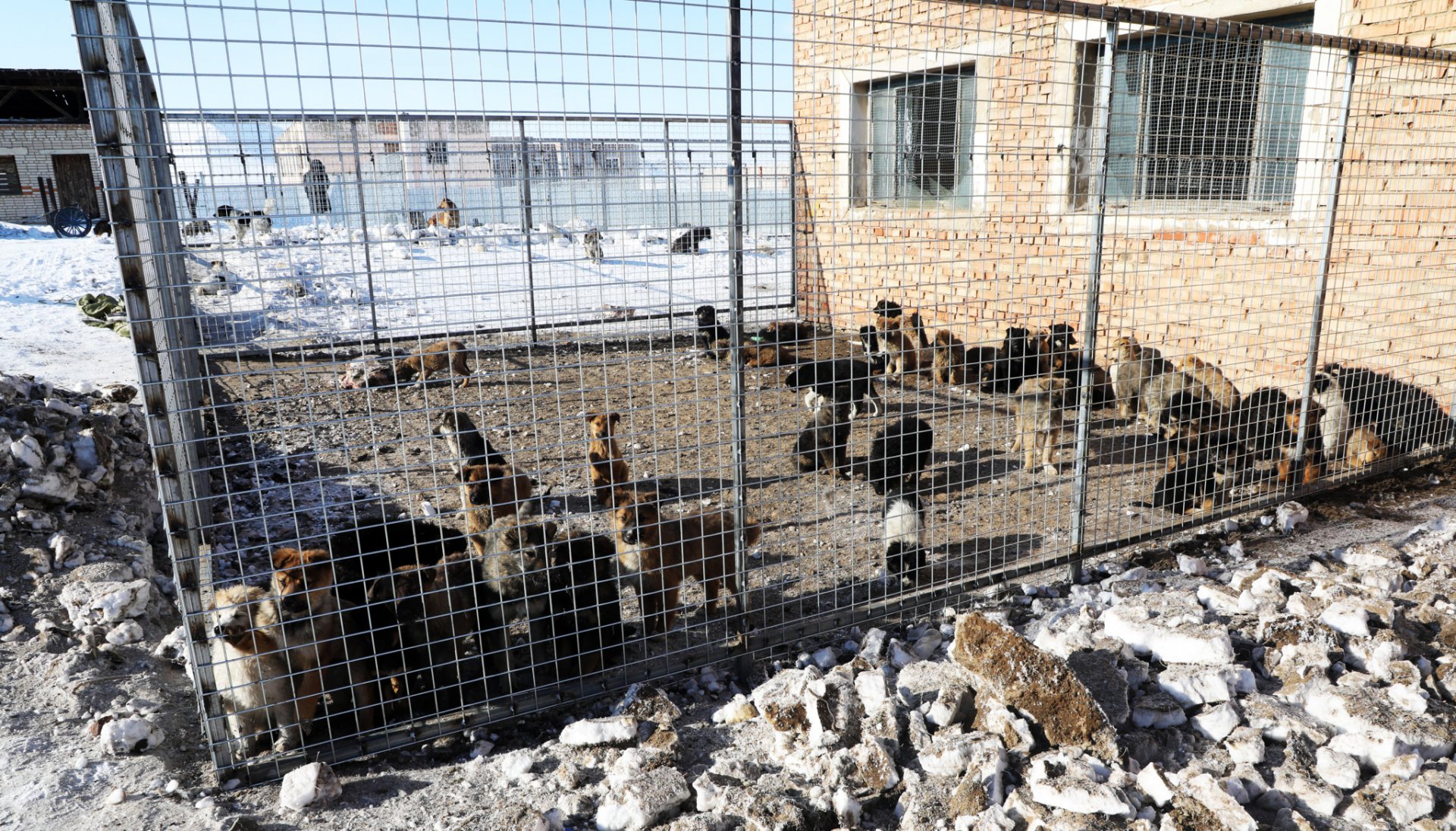 Энэ он гарсаар эзэнгүй нохой, муур асран хамгаалах газраас нийт 18 нохойг өргөж авчээ