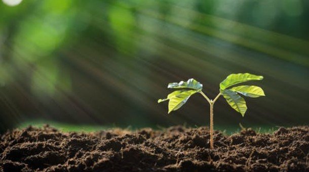 Хашаандаа багадаа 3 мод тарьснаар агаар цэвэршүүлэх, хөрсний доройтлыг бууруулах, дуу чимээг саармагжуулах давуу талтай