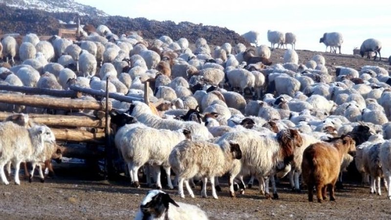 Нийт малын тоо өмнөх онтой харьцуулахад 268.4 мянгаар өсчээ