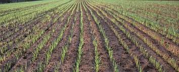 Хаврын тариалалтад зориулж Хөдөө аж ахуйг дэмжих сангаас 13.8 тэрбум төгрөг гаргана