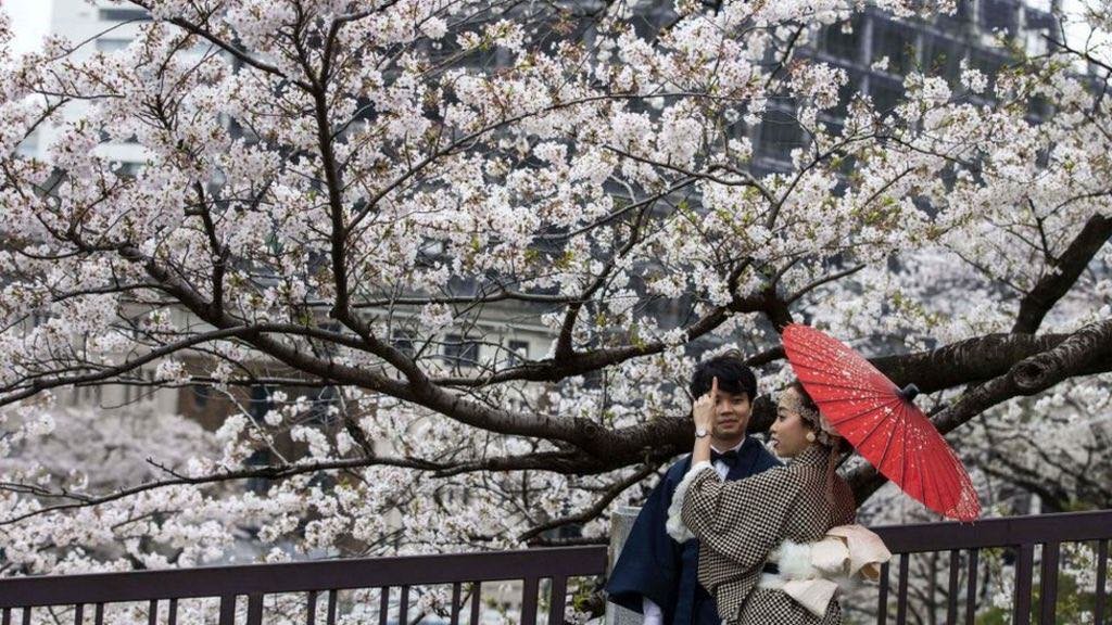 Сүүлийн 1,200 орчим жилийн түүхэнд Япон улсын интоорын модод  хамгийн эрт цэцэглэжээ 