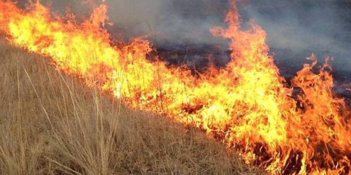 2025 онд улсын хэмжээнд ой, хээрийн түймэрт нийт 1 сая орчим га талбай шатжээ