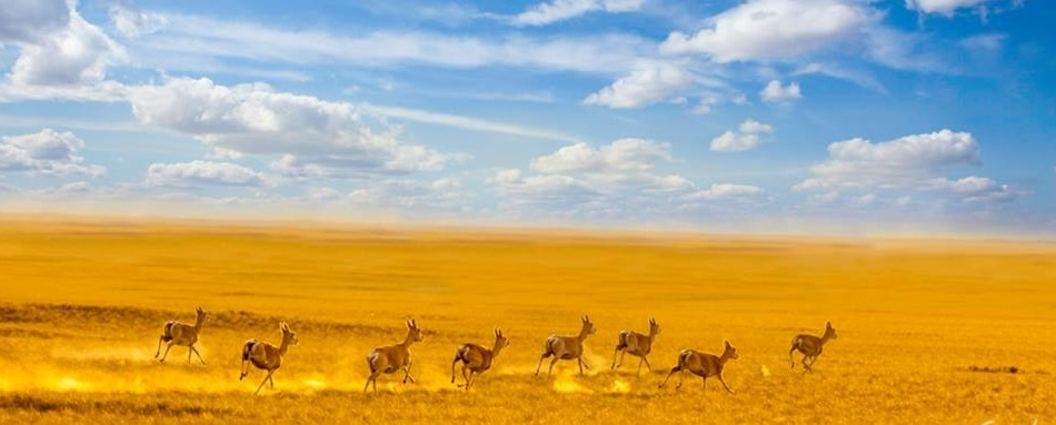 Endless Plains of the East