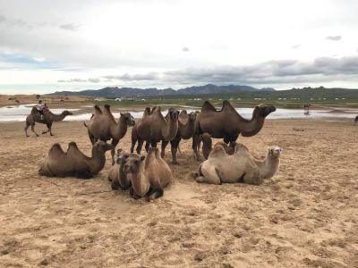 Camels in the Mini Gobi